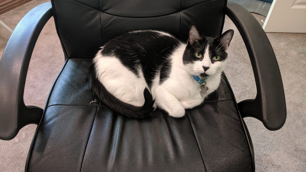 Cat in a chair